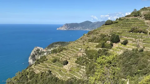 corniglia wineyards