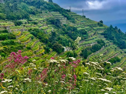 hiking trail vineyards