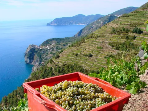 vernazza corniglia path vineyards