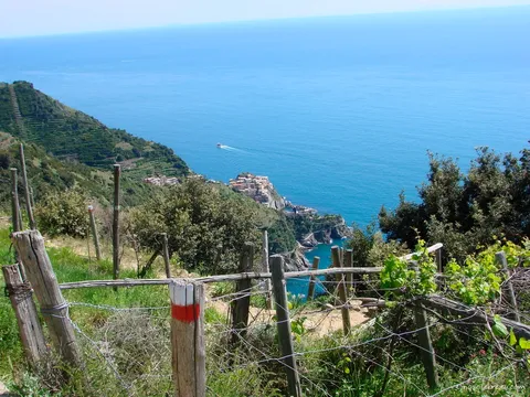 manarola vineyard